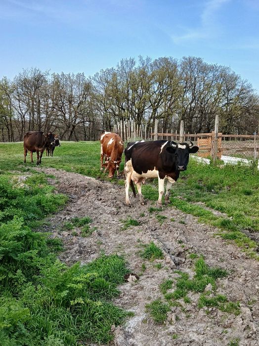 Млечни дойни крави