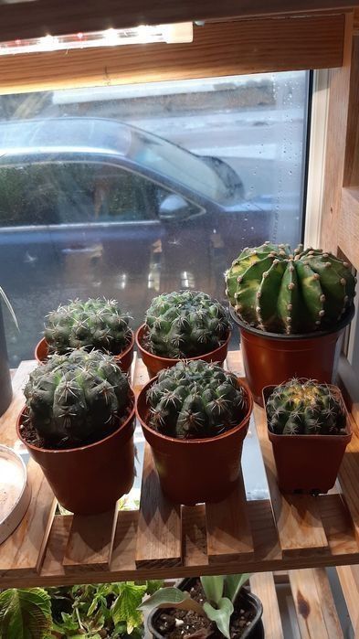 Сукуленты от 350и выше