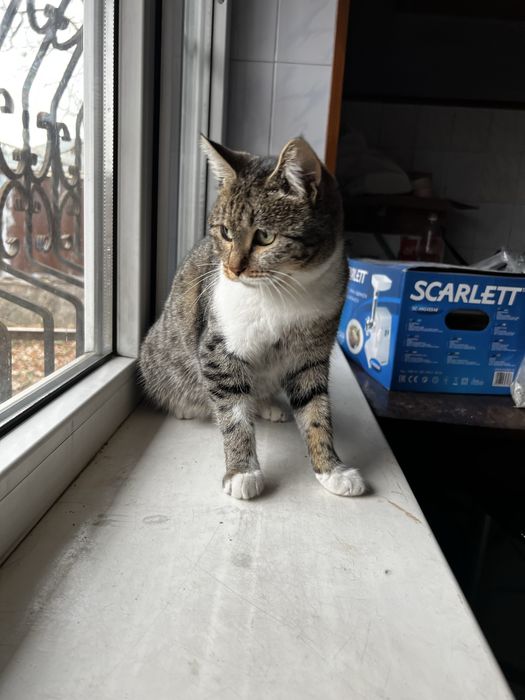 Отдам кошку в хорошие руки