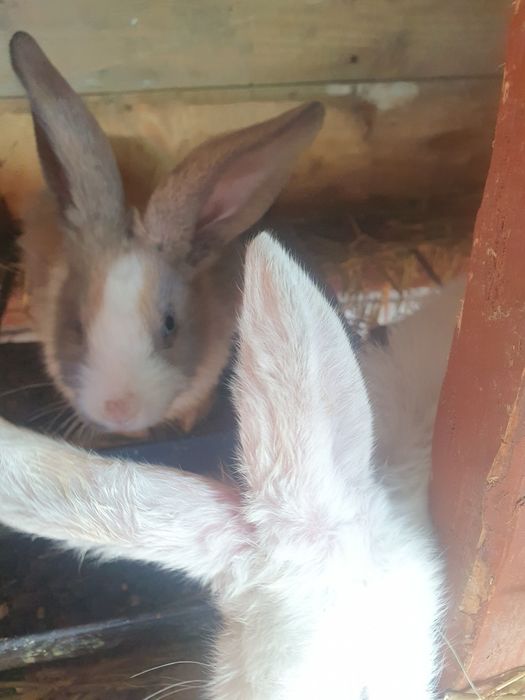 Iepurași de vânzare