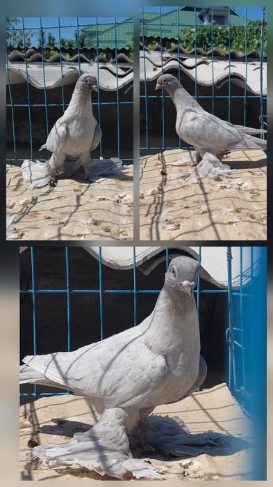 Молодые голуби на игру