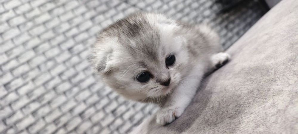 Serebristiy shinshilla