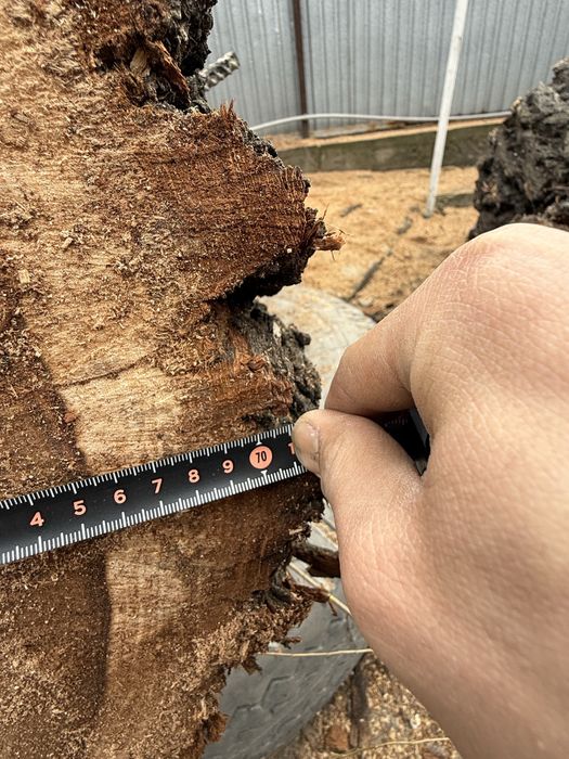 Продам карагаш 2 метра  диаметр 70 см