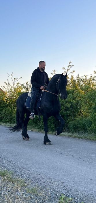 De vânzare Iapa pinto de 10 ani cu mânz