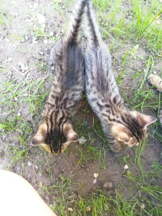 Отдам котят бесплатно