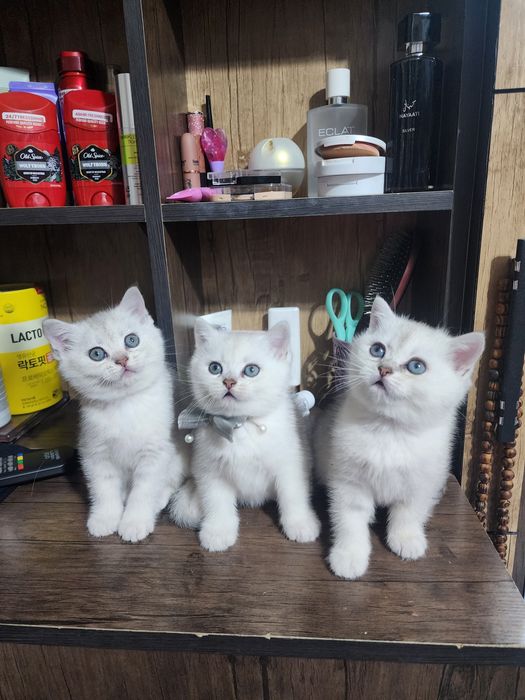 серебристый шиншилла