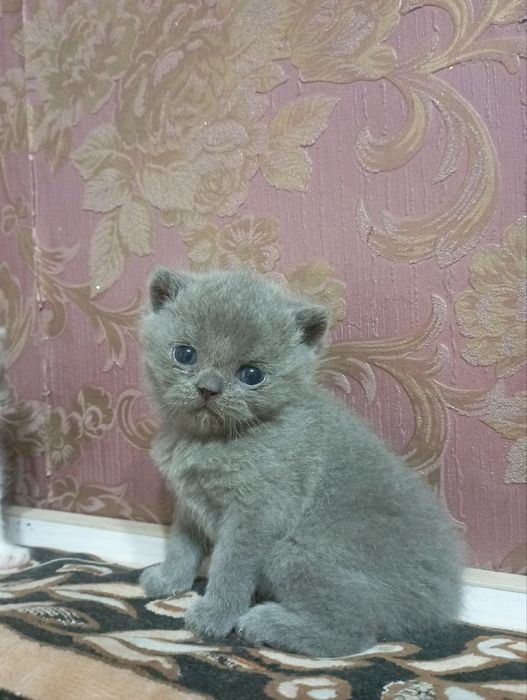 Продаю котенка мальчика