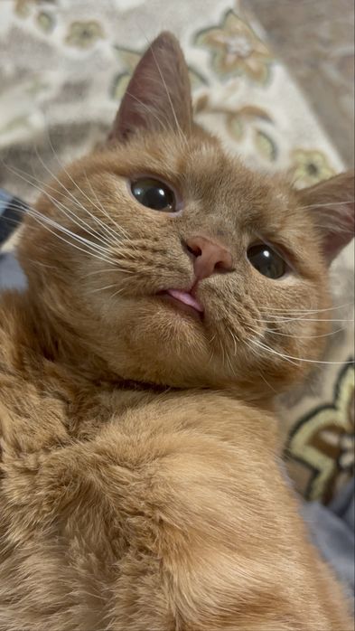 ПРОПАЛ КОТИК ИЩЕМ дата пропажи:03.01.26