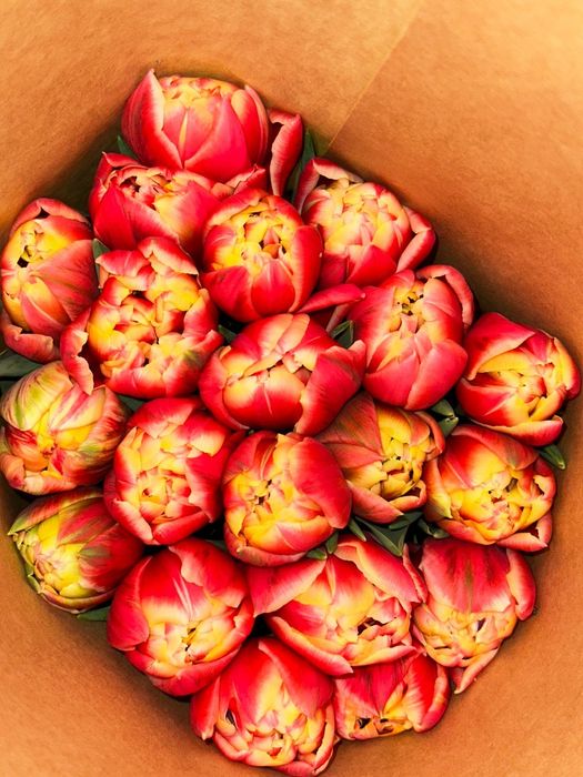 Продам тюльпаны .