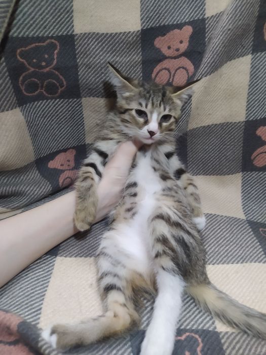 Продаются милые игривые кошечки