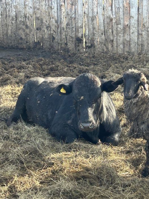 Продам быков с откорма в количестве 9 шт