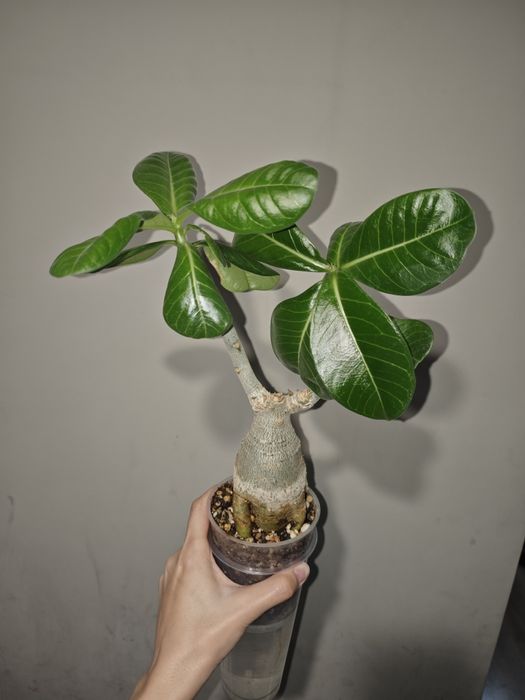 Адениумы взрослые