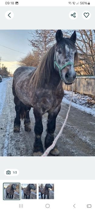 Vând armăsar semigreu