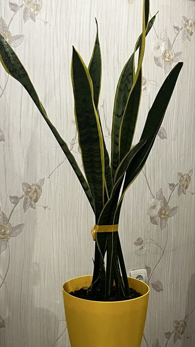 Сансевьера 110 см