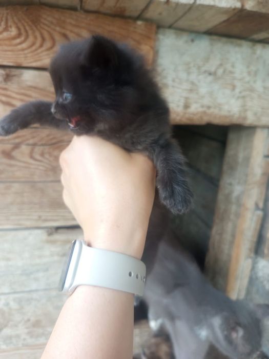 Отдам милых котяток