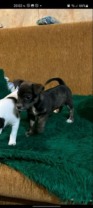 Куче пинчер-чихуахуа