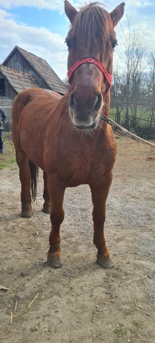 Vând iapa de 7-8 ani