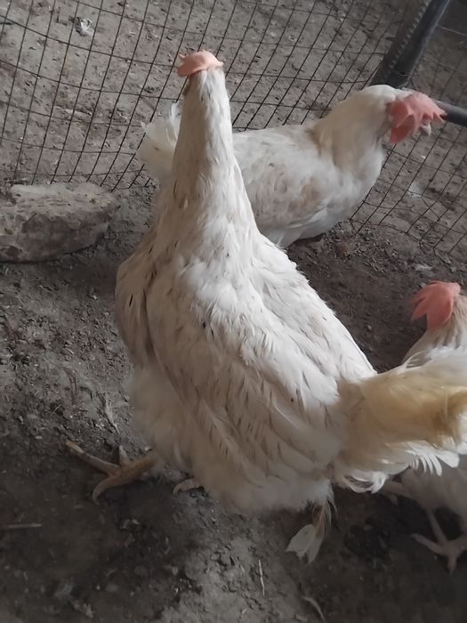 Sendi tovuqlar sotiladi