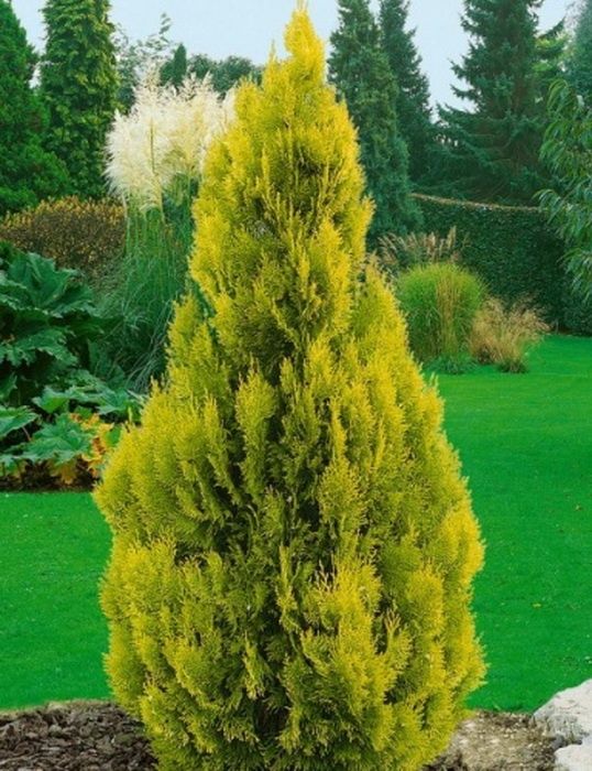 Туя сорт 'Golden Smaragd' зеленистый цвет