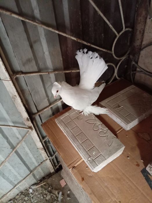 Голуби статные самцы