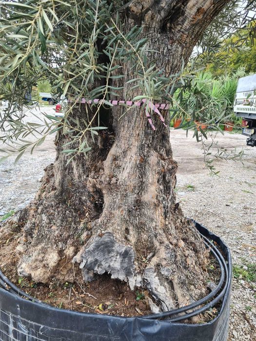 Plante ornamentale pentru un exterior echilibrat