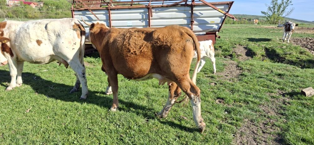 De vânzare vacă cu vitel