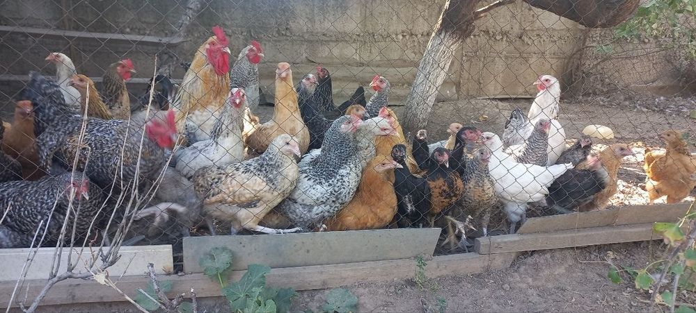 Продаются куры и петухи