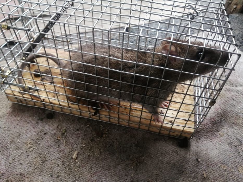 Продам крысыловки