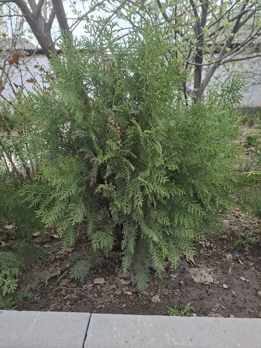 Продам туи туи .