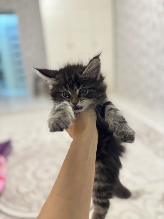 Мейкун котенок 1,5 месяца