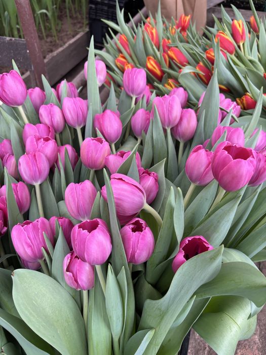 Тюльпаны оптом от производителя (голландские сорта)