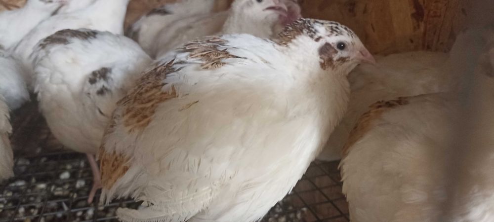 Перепела от суточных до несушек