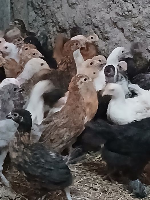 Продаю домашних цыплят