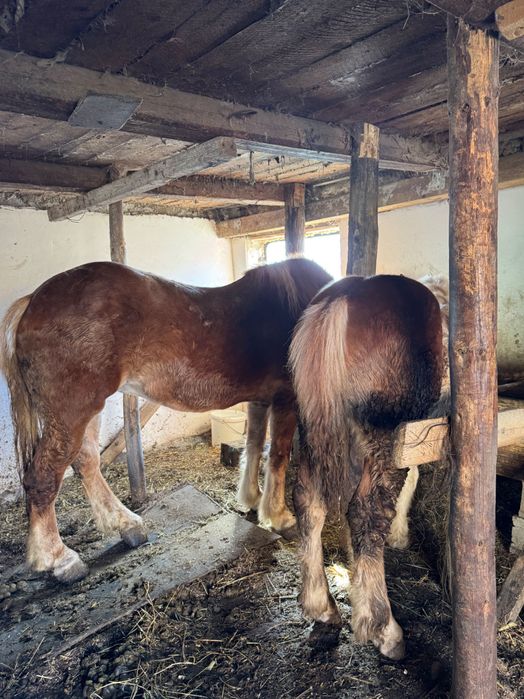 Mânz de 6 luni din cai buni