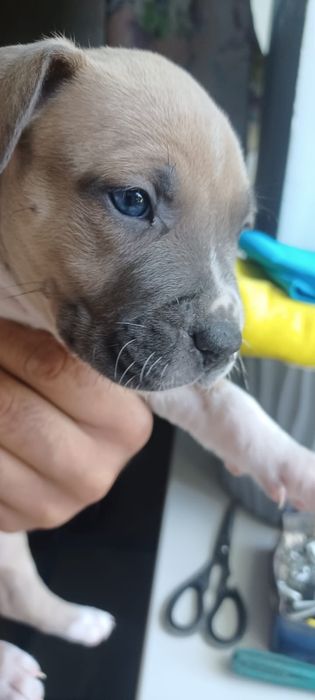Продам щенка девочка стаффорд