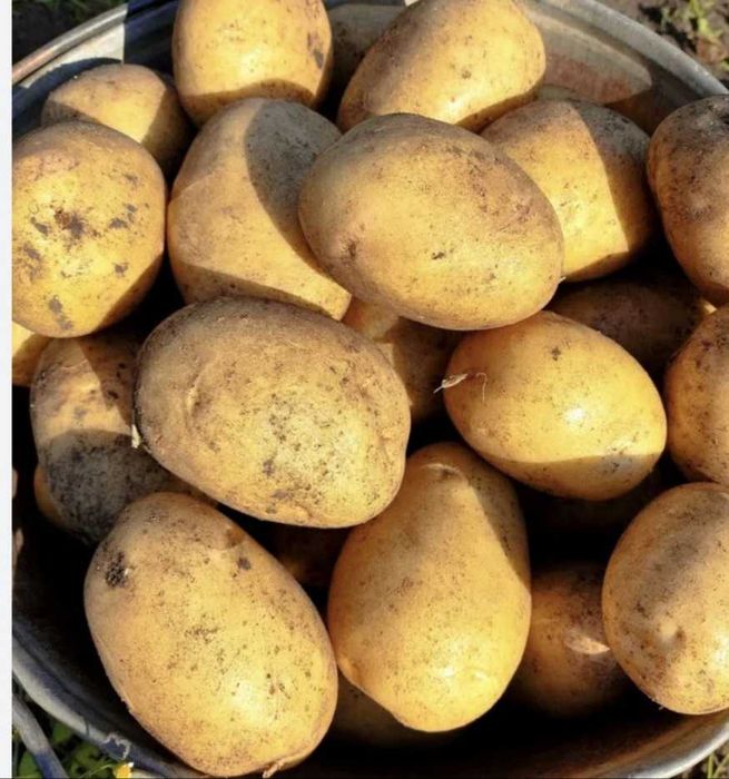 Картофель домашний