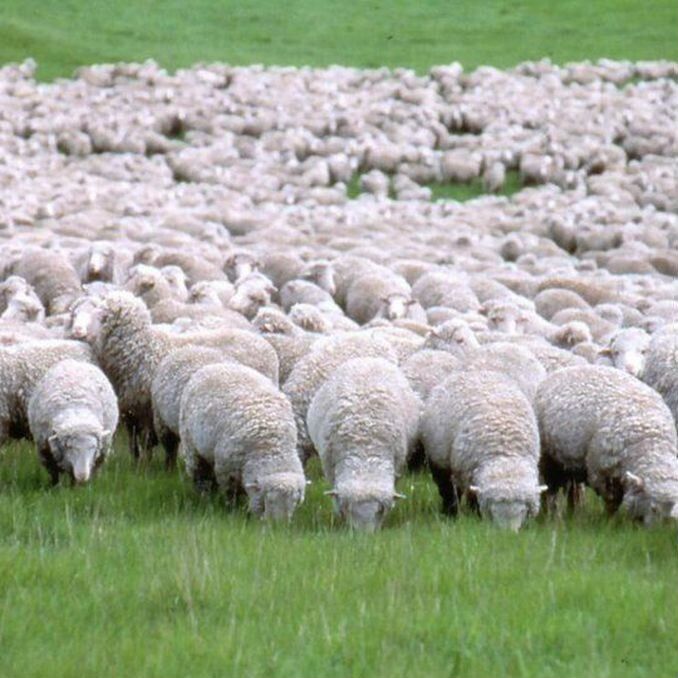 Семиз Койлар сатылады