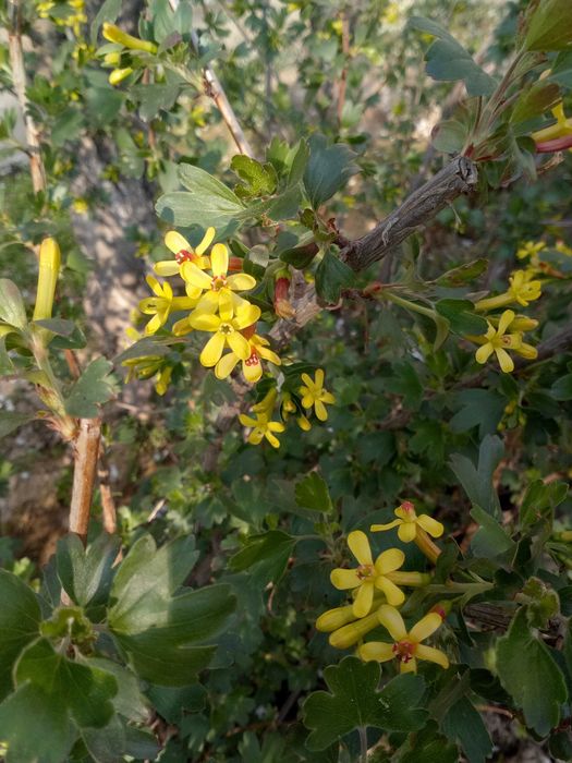 Продам кусты малины, ежевики и смородины