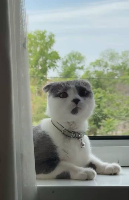 Кот  для   вязки