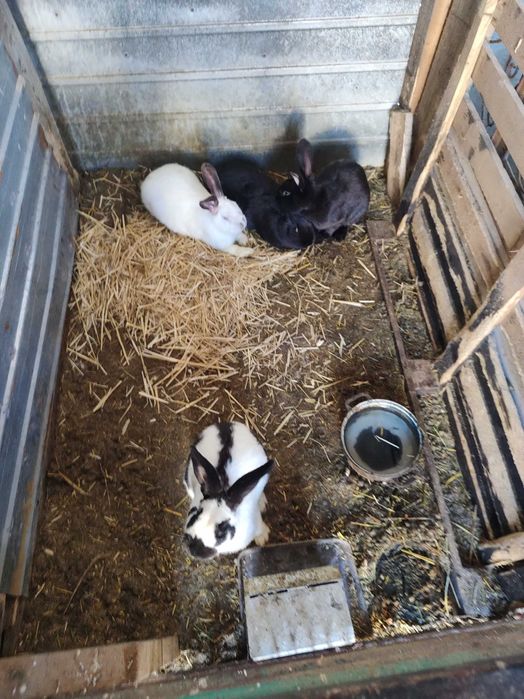 Iepuri fluture german