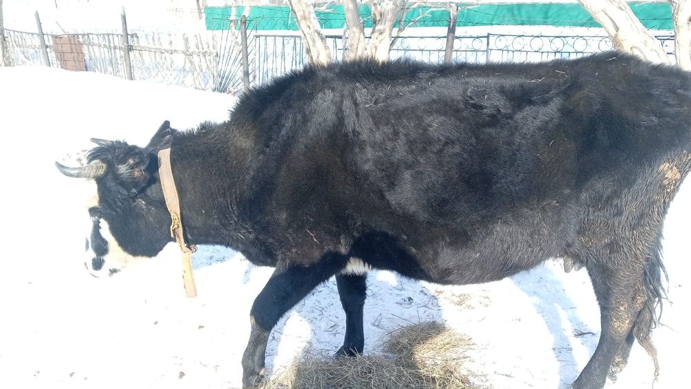 Сиыр(карова) буаз