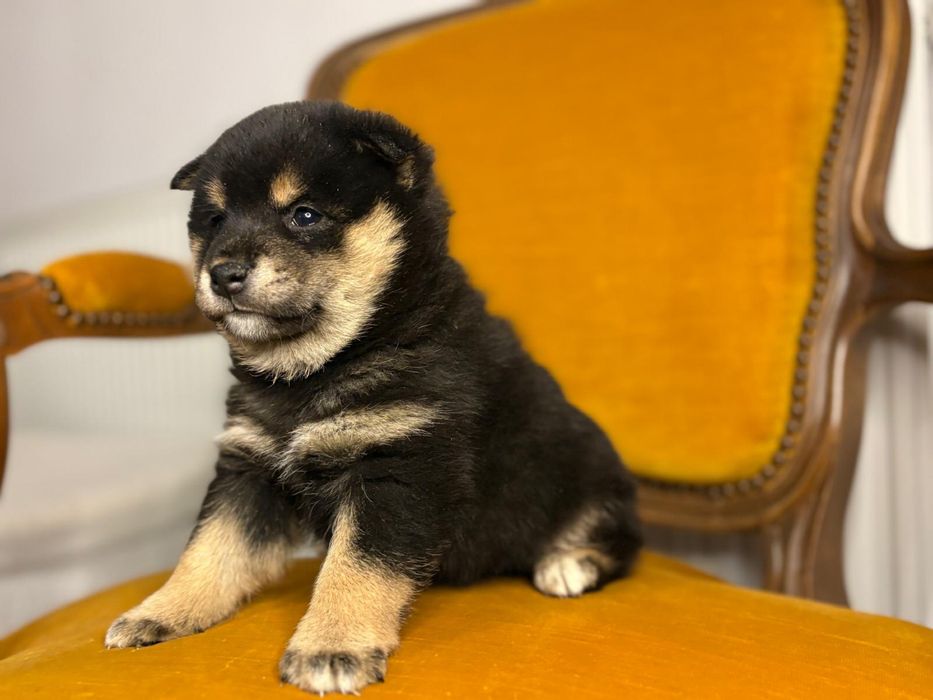 Vand baietel shiba inu