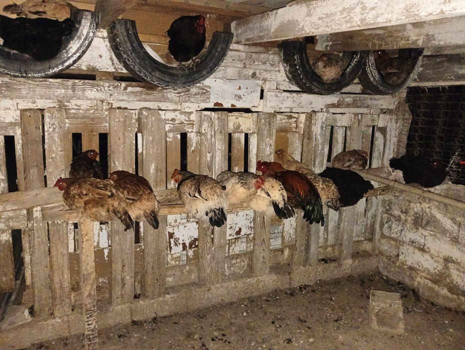 Продается курицы