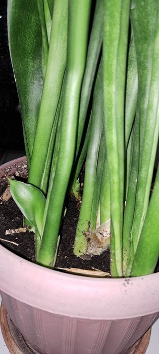 Реально большие цветы