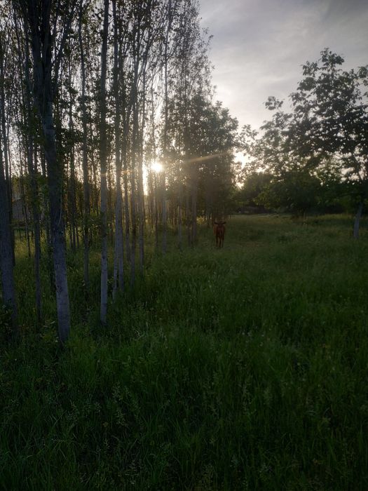 Жомбой тумани беш бола махаласида 17 сутих Ер  сотилад