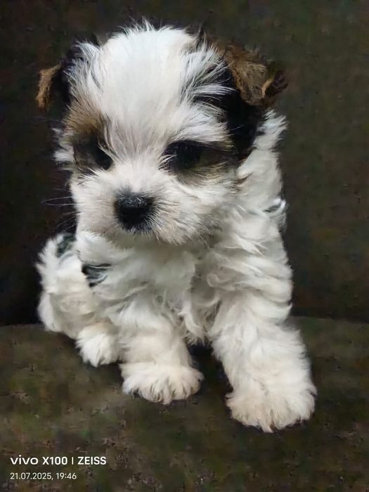 Очаровательные щенки бивер-йорка.