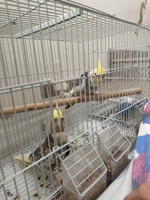 Vand perechie papagali ninfa amandoua la pretul de 500 de lei