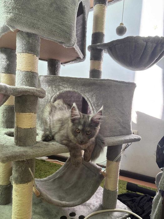 maine coon cu pedigree si microcip