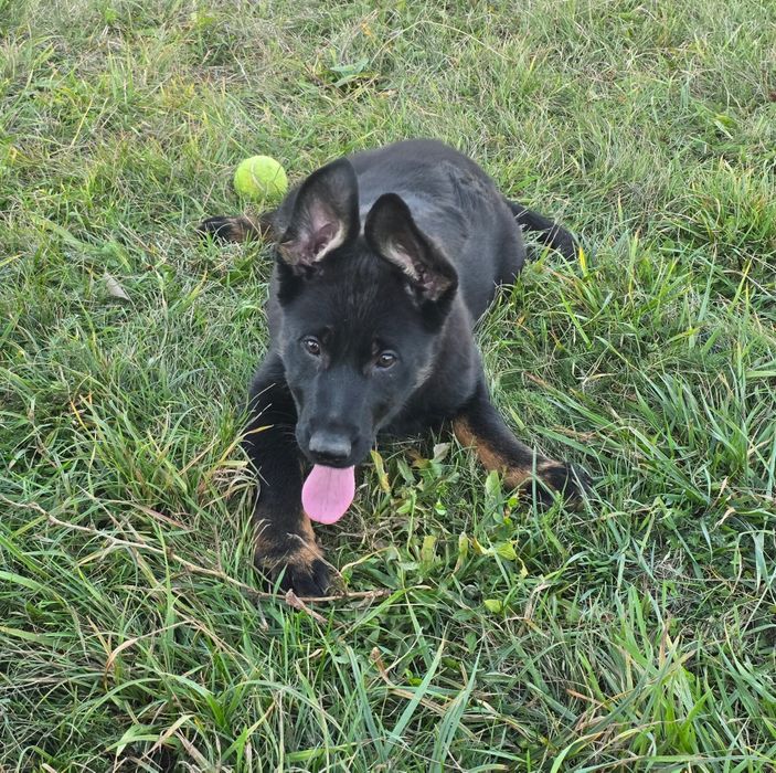 Ciobănesc german linie de lucru Pedigree FCI