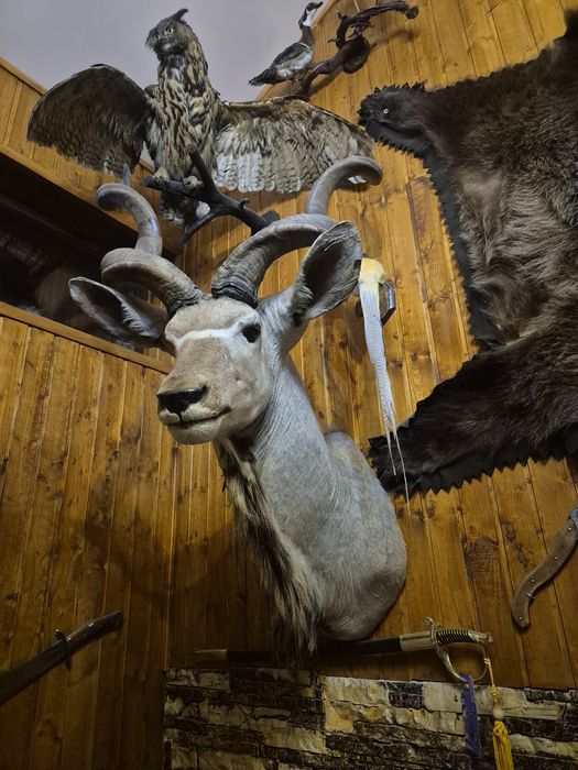Trofeu Antilopa Kudu Urias